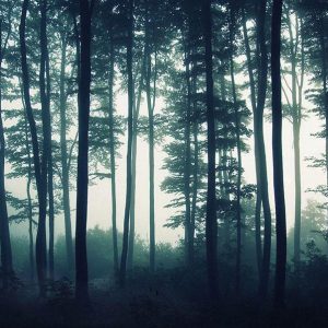 Fotobehang – Dark Forest